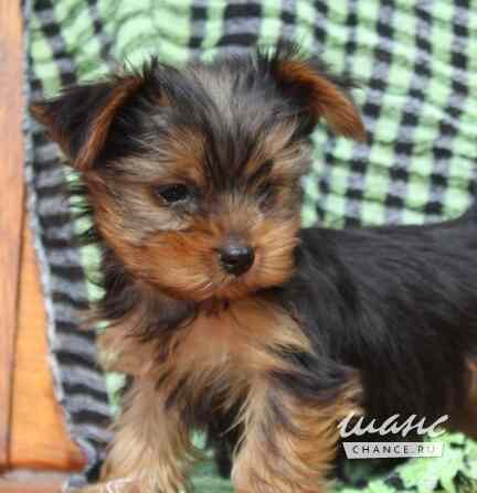 Йоркширский терьер мини Красноярск - изображение 2