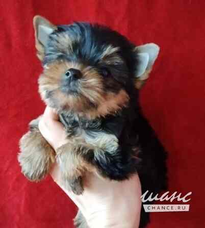 Йоркширский терьер мини Красноярск - изображение 3