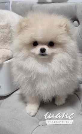 Шпиц мини Краснодар - изображение 3