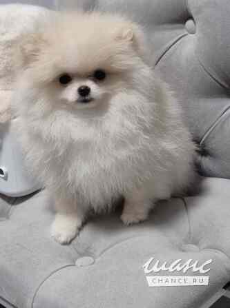 Шпиц мини Краснодар - изображение 4