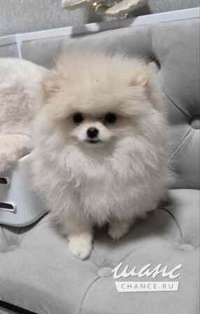 Шпиц мини Краснодар - изображение 2