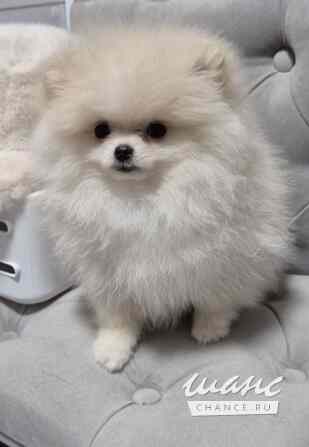 Шпиц мини Краснодар - изображение 1