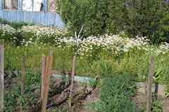 Садовый участок на реке Курдюм