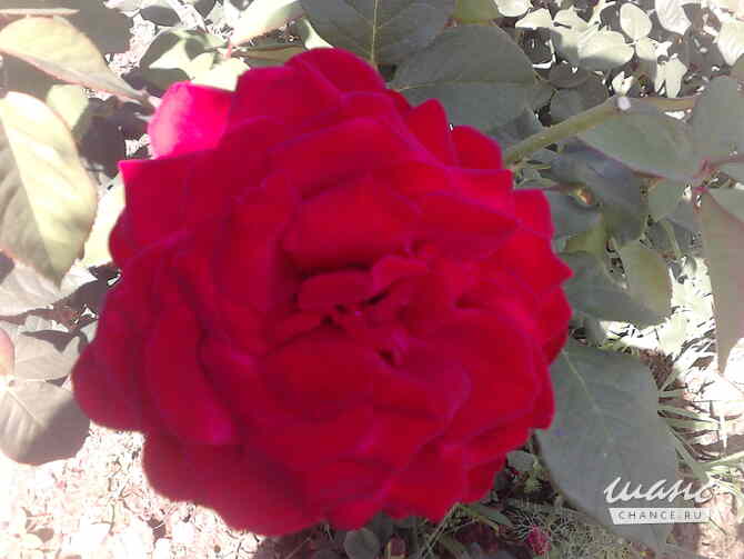 Садовый участок на реке Курдюм Саратов - изображение 4