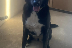 Отдам очень хорошую собаку,3 года, девочка, стерилизована, добрая.