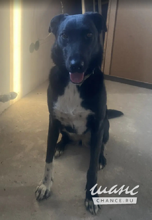 Отдам очень хорошую собаку,3 года, девочка, стерилизована, добрая. Челябинск - изображение 1