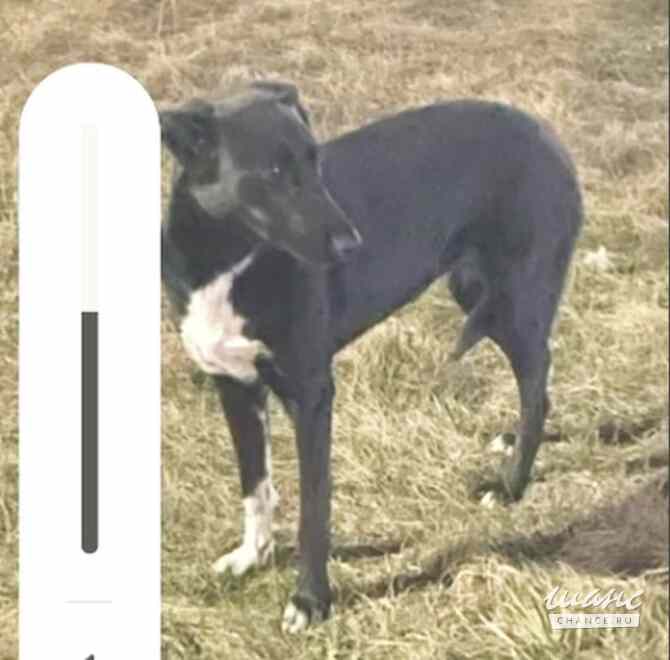 Отдам очень хорошую собаку,3 года, девочка, стерилизована, добрая. Челябинск - изображение 3