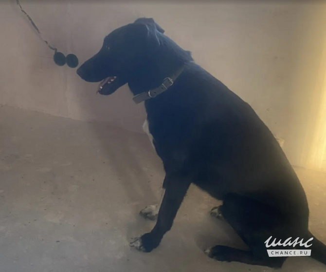 Отдам очень хорошую собаку,3 года, девочка, стерилизована, добрая. Челябинск - изображение 2