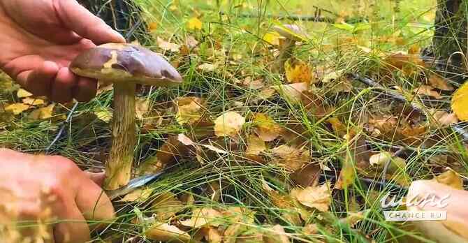 Земельный участок 130 соток, ИЖС  - изображение 6