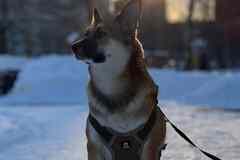 Собака в добрые руки