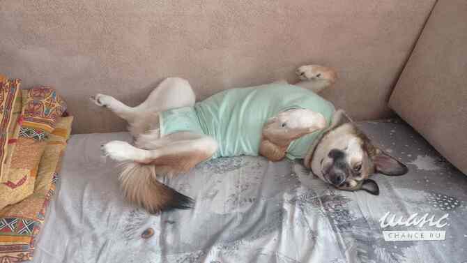 Собака в добрые руки Тюмень - изображение 4