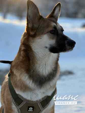 Собака в добрые руки Тюмень - изображение 2