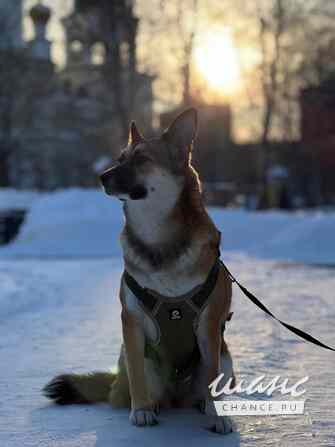 Собака в добрые руки Тюмень - изображение 1