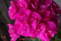 Пеларгонии сортовые