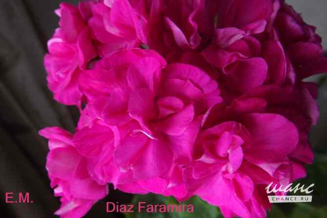 Пеларгонии сортовые Москва - изображение 1