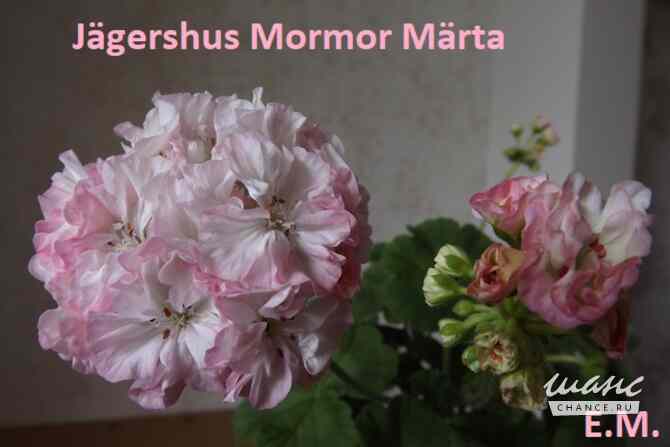 Пеларгонии сортовые Москва - изображение 4