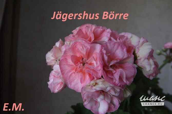 Пеларгонии сортовые Москва - изображение 3