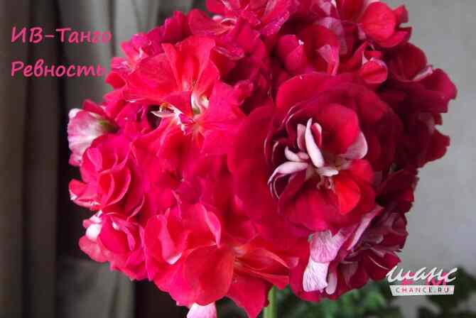 Пеларгонии сортовые Москва - изображение 10