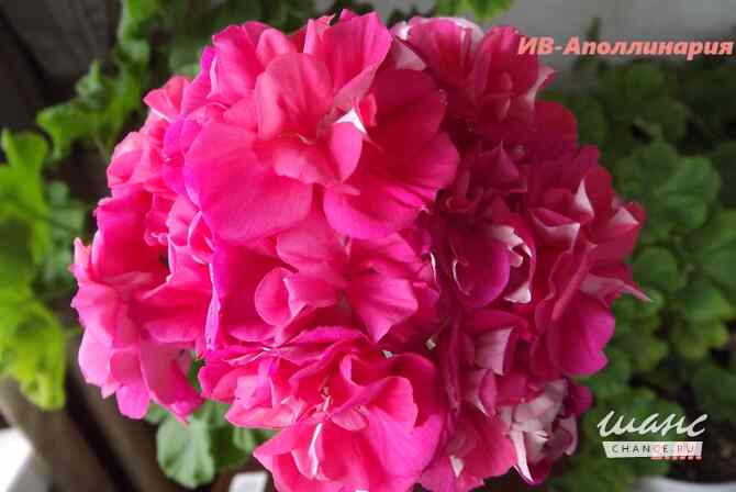 Пеларгонии сортовые Москва - изображение 9
