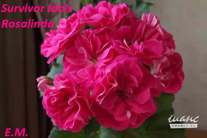 Пеларгонии сортовые Москва - изображение 6