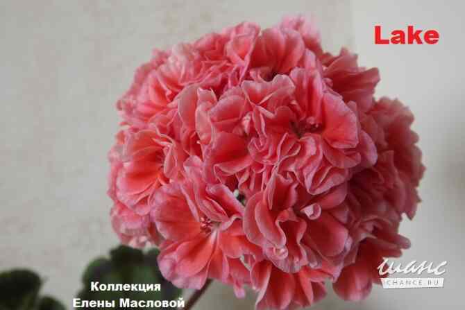 Пеларгонии сортовые Москва - изображение 5