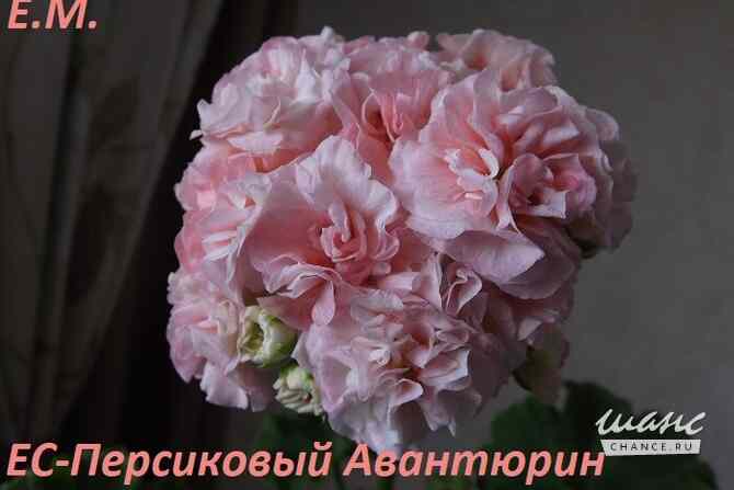 Пеларгонии сортовые Москва - изображение 8