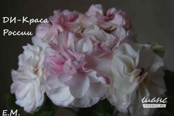 Пеларгонии сортовые Москва - изображение 7