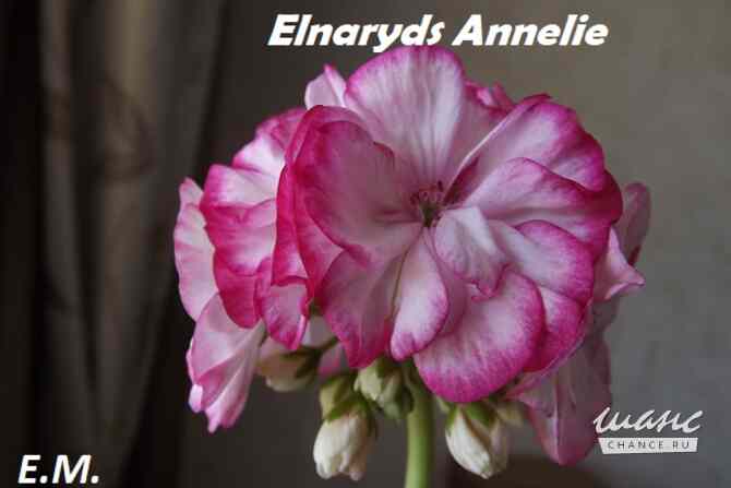 Пеларгонии сортовые Москва - изображение 2