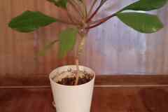 Продаётся обезьянье дерево - молочай беложильчатый