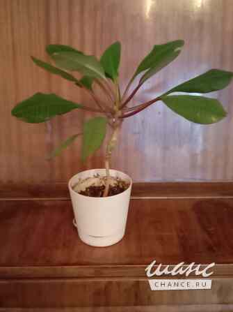 Продаётся обезьянье дерево - молочай беложильчатый Москва - изображение 1