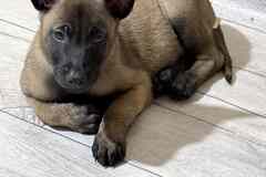 Щенки Бельгийской овчарки Малинуа