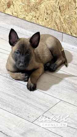 Щенки Бельгийской овчарки Малинуа Томск - изображение 1