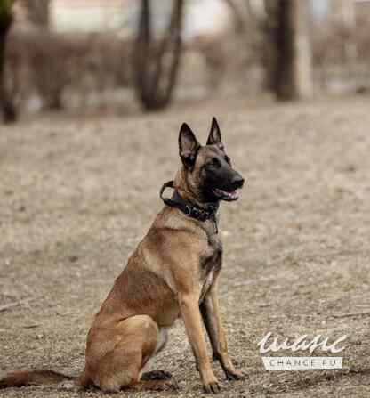 Щенки Бельгийской овчарки Малинуа Томск - изображение 5