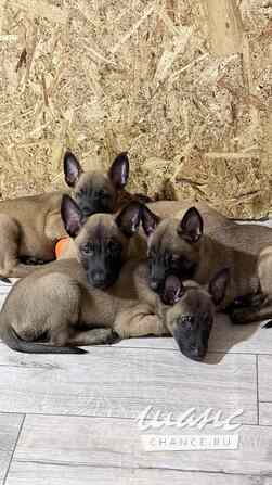 Щенки Бельгийской овчарки Малинуа Томск - изображение 2