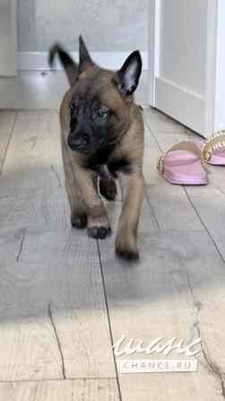 Щенки Бельгийской овчарки Малинуа Томск - изображение 3