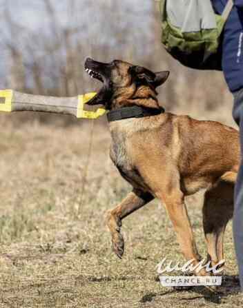 Щенки Бельгийской овчарки Малинуа Томск - изображение 4