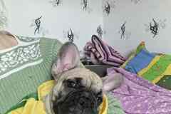 Французский бульдог