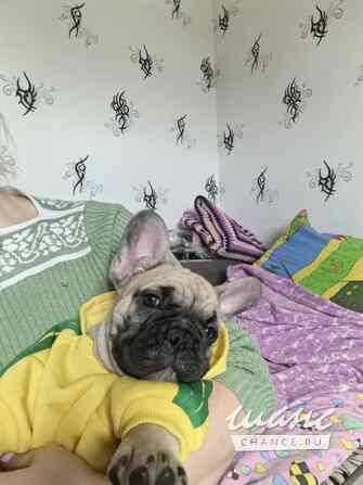 Французский бульдог Санкт-Петербург - изображение 1
