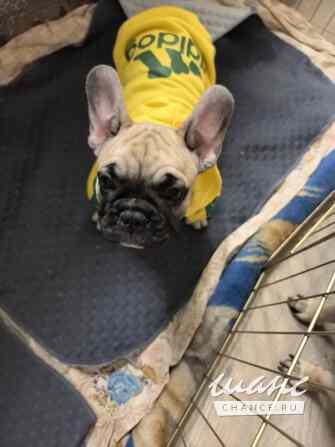 Французский бульдог Санкт-Петербург - изображение 3
