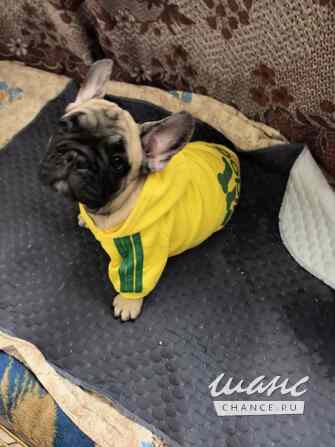 Французский бульдог Санкт-Петербург - изображение 2