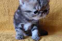 Экзотический котик