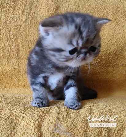 Экзотический котик Санкт-Петербург - изображение 1