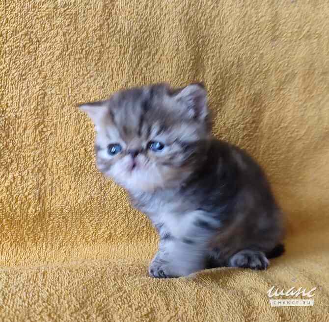 Экзотический котик Санкт-Петербург - изображение 2
