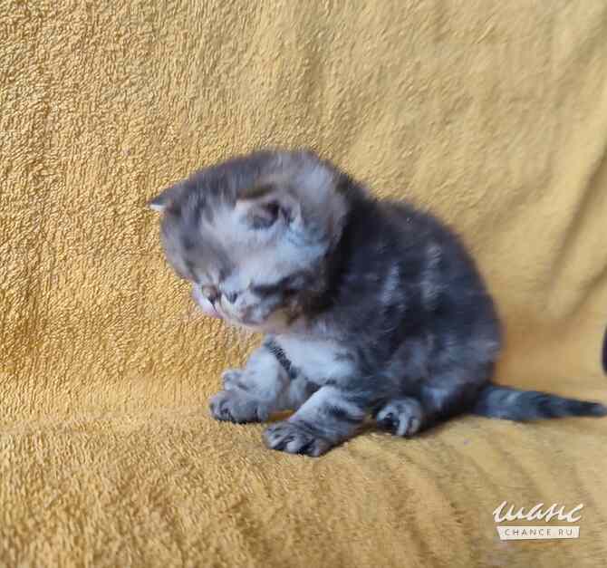 Экзотический котик Санкт-Петербург - изображение 5