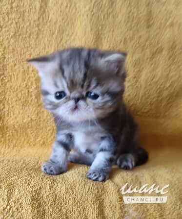 Экзотический котик Санкт-Петербург - изображение 4