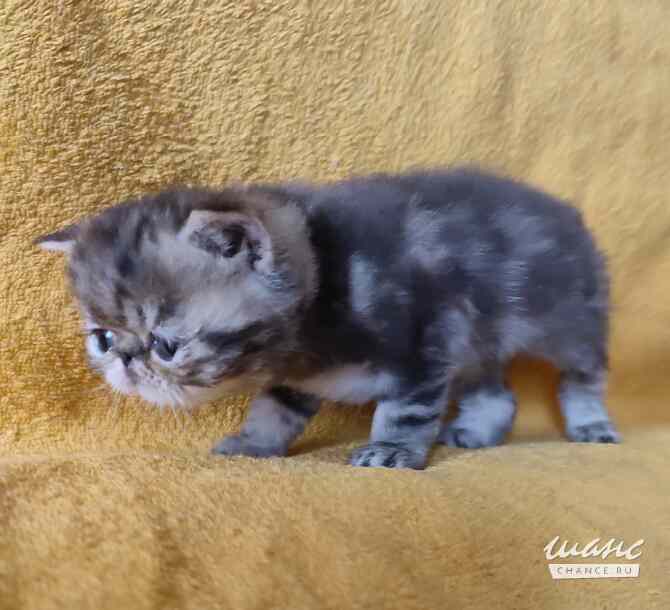 Экзотический котик Санкт-Петербург - изображение 3