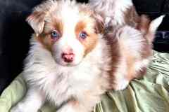 Австралийская овчарка