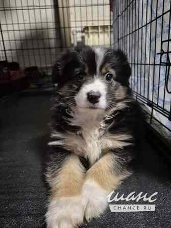 Австралийская овчарка Санкт-Петербург - изображение 5