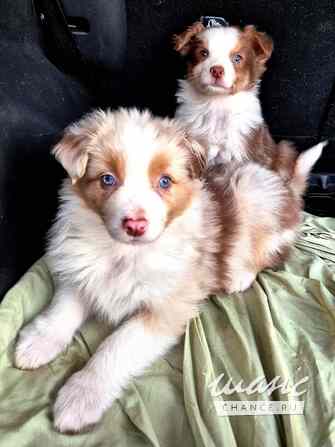 Австралийская овчарка Санкт-Петербург - изображение 1