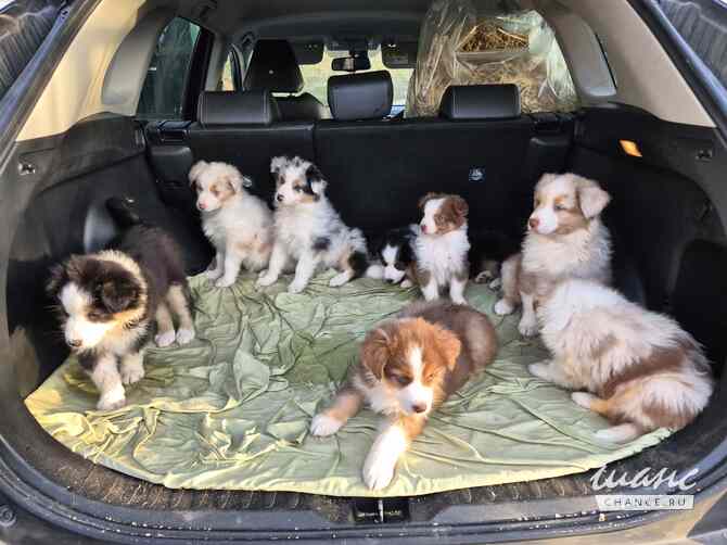 Австралийская овчарка Санкт-Петербург - изображение 4